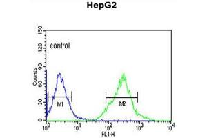 AFMID Antibody (N-term) flow cytometric analysis of HepG2 cells (right histogram) compared to a negative control cell (left histogram). (AFMID antibody  (N-Term))
