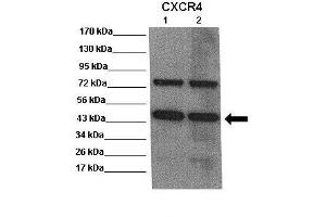 WB Suggested Anti-CXCR4 Antibody    Positive Control:  Lane 1: 20ug mouse brain extract Lane 2: 20ug mouse brain extract  Primary Antibody Dilution :   1:500  Secondary Antibody :  Anti rabbit-HRP   Secondry Antibody Dilution :   1:5,000  Submitted by:  Scott Wilson, University of Alabama at Birmingham