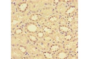 Immunohistochemistry of paraffin-embedded human kidney tissue using ABIN7145954 at dilution of 1:100 (CCL14 antibody  (AA 20-93))