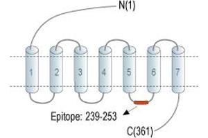 Representative domain view of the target of ABIN7884987.