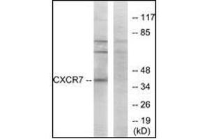 Western blot analysis of extracts from COS7 cells, using CXCR7 Antibody. (CXCR7 antibody  (C-Term))