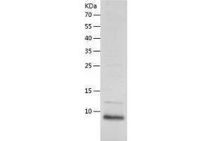 Western Blotting (WB) image for Defensin beta 3 (DEFB3) (AA 23-67) protein (His tag) (ABIN7286826) (Defensin beta 3 Protein (DEFB3) (AA 23-67) (His tag))