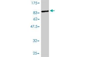 DNAJC7 antibody  (AA 1-484)