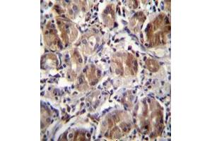 Formalin fixed and paraffin embedded human stomach tissue stained with DULLARD Antibody  followed by peroxidase conjugation of the secondary antibody and DAB staining. (CTDNEP1A antibody  (Middle Region))