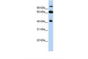 Image no. 1 for anti-Tripartite Motif Containing 9 (TRIM9) (AA 540-589) antibody (ABIN6737746) (TRIM9 antibody  (AA 540-589))