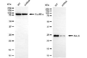 Western blotting analysis using RALB antibody (ABIN7800803).
