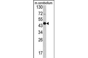 Western blot analysis of GAS7 antibody (C-term) (ABIN390589 and ABIN2840909) in mouse cerebellum tissue lysates (35 μg/lane). (GAS7 antibody  (C-Term))