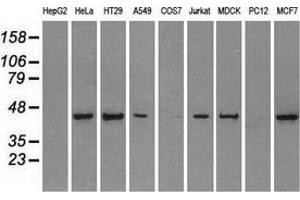 Western blot analysis of extracts (35 µg) from 9 different cell lines by using anti-PPP1R7 monoclonal antibody. (PPP1R7 antibody)