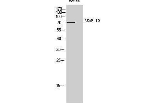 AKAP10 antibody  (N-Term)