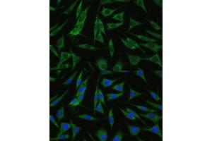 Immunofluorescence analysis of L929 cells using RHBDD1 Polyclonal Antibody (ABIN7269978) at dilution of 1:100 (40x lens). (RHBDD1 antibody  (AA 206-315))
