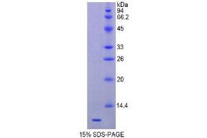SDS-PAGE (SDS) image for Heat Shock 70kDa Protein 8 (HSPA8) (AA 534-615) protein (His tag) (ABIN2121213)