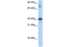 WB Suggested Anti-Tsc22d4 Antibody Titration:  5. (TSC22D4 antibody  (N-Term))