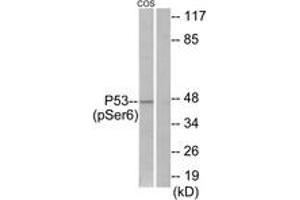 Western blot analysis of extracts from COS7 cells treated with H2O2 100uM 30', using p53 (Phospho-Ser6) Antibody. (p53 antibody  (pSer6))