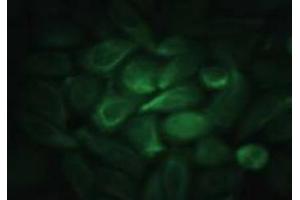 Immunofluorescence (IF) image for anti-Epidermal Growth Factor (EGF) antibody (ABIN452469)