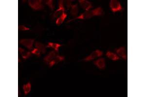 ABIN6274744 staining RAW264. (MRPL47 antibody  (C-Term))