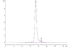 The purity of Cynomolgus CD30 is greater than 95 % as determined by SEC-HPLC. (TNFRSF8 Protein (AA 27-394) (His tag))