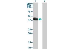 Western Blot analysis of HLF expression in transfected 293T cell line by HLF monoclonal antibody (M01), clone 1F12-1C4. (HLF antibody  (AA 1-295))