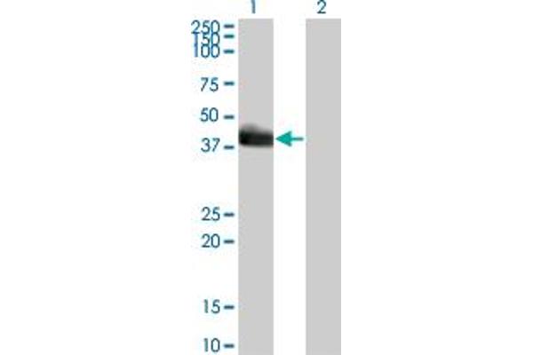 HLF antibody  (AA 1-295)