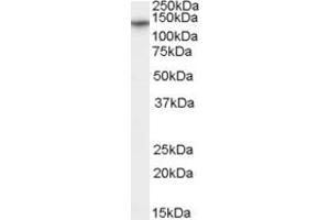 Western Blotting (WB) image for anti-Calcium Channel, Voltage-Dependent, alpha 2/delta Subunit 1 (CACNA2D1) (AA 370-383) antibody (ABIN295667)