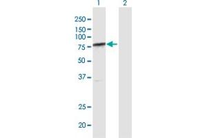 Western Blot analysis of ARID3A expression in transfected 293T cell line by ARID3A MaxPab polyclonal antibody. (ARID3A antibody  (AA 1-593))