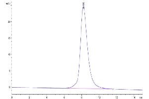 The purity of Cynomolgus CD200 R1 is greater than 95 % as determined by SEC-HPLC. (CD200R1 Protein (AA 25-267) (His tag))