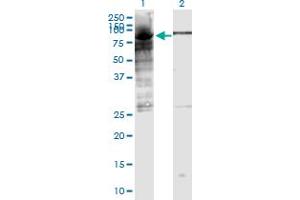 Western Blot analysis of POLR3E expression in transfected 293T cell line by POLR3E monoclonal antibody (M03), clone 4F4. (POLR3E antibody  (AA 1-666))