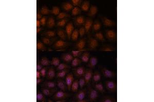 Immunofluorescence analysis of HeLa cells using IPO8 antibody (ABIN7267859) at dilution of 1:100. (Importin 8 antibody  (AA 878-1037))