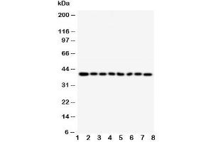 Western blot testing of PPID antibody and Lane 1:  rat brain (PPID antibody  (AA 351-370))