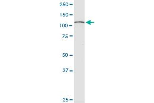 RPS6KC1 antibody  (AA 957-1066)