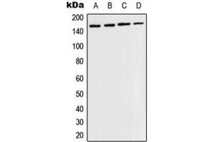 Western blot analysis of TIE2 (pY1108) expression in MCF7 PMA-treated (A), HuvEc (B), mouse brain (C), rat brain (D) whole cell lysates.