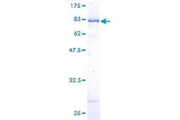 DBNL Protein (AA 1-431) (GST tag)