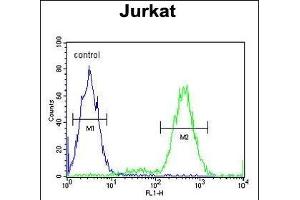 IL Antibody (Center) (ABIN653951 and ABIN2843173) flow cytometric analysis of Jurkat cells (right histogram) compared to a negative control cell (left histogram). (IMMP2L antibody  (AA 81-109))