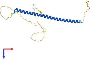 AlphaFold protein structure predicition of Mouse Recombinant Bloc1s3 Protein, UniprotID Q5U5M8 (BLOC1S3 Protein (AA 1-195) (His tag))