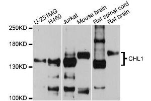 Western blot analysis of extracts of various cell lines, using CHL1 antibody (ABIN5996370) at 1/1000 dilution. (CHL1 antibody)