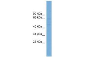 Image no. 1 for anti-Solute Carrier Family 10 Member 3 (SLC10A3) (AA 287-336) antibody (ABIN6744864) (SLC10A3 antibody  (AA 287-336))