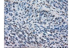 Image no. 1 for anti-Mitogen-Activated Protein Kinase 1 (MAPK1) antibody (ABIN1499287) (ERK2 antibody)