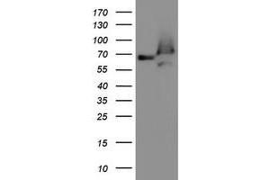 Western Blotting (WB) image for anti-Acyl-CoA Binding Domain Containing 3 (Acbd3) antibody (ABIN1498418) (ACBD3 antibody)