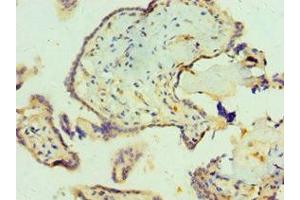 Immunohistochemistry of paraffin-embedded human placenta tissue using ABIN7161703 at dilution of 1:100 (SCP2 antibody  (AA 1-322))