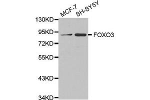 Western blot analysis of extracts of various cell lines, using FOXO3 antibody. (FOXO3 antibody)