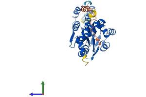 AlphaFold protein structure predicition of Mouse Recombinant Echdc1 Protein, UniprotID Q9D9V3