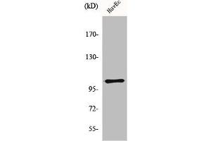 Western Blot analysis of HuvEc cells using mGluR-7 Polyclonal Antibody (GRM7 antibody  (C-Term))