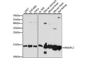 Western blot analysis of extracts of various cell lines, using NDUFC2 antibody (ABIN7268818) at 1:1000 dilution. (NDUFC2 antibody  (AA 1-100))