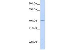 Image no. 1 for anti-Cytochrome C Oxidase Assembly Homolog 10 (COX10) (AA 180-229) antibody (ABIN6740921)