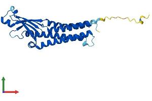 AlphaFold protein structure predicition of Human Recombinant CLRN2 Protein, UniprotID A0PK11 (Clarin 2 Protein (CLRN2) (AA 1-232) (His tag))