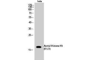 Western Blotting (WB) image for anti-Histone 3 (H3) (acLys123) antibody (ABIN3188007) (Histone 3 antibody  (acLys123))