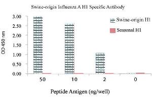 Image no. 1 for anti-Influenza A Virus H1N1 antibody  (ABIN356430) (Influenza A Virus H1N1 antibody )