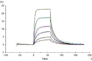 Surface Plasmon Resonance (SPR) image for Interleukin 7 (IL7) (AA 26-177) protein (ABIN7274963)