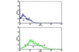 Flow cytometric analysis of HL-60 cells using LIN28B antibody (green) compared to a negative control (blue). (LIN28B antibody  (AA 218-250))