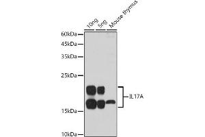 Western blot analysis of extracts of various cell lines, using IL17A antibody (ABIN6128129, ABIN6142315, ABIN6142317 and ABIN6216088) at 1:1000 dilution.