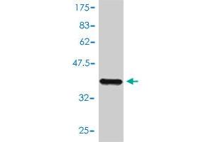Western Blot detection against Immunogen (40. (NUMB antibody  (AA 1-135))